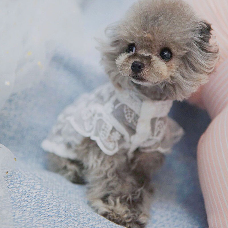 女の子のための白いレースのプリンセスドレス,犬と猫の服,ラウ - Xl Summer Clothing のレビューと価格
