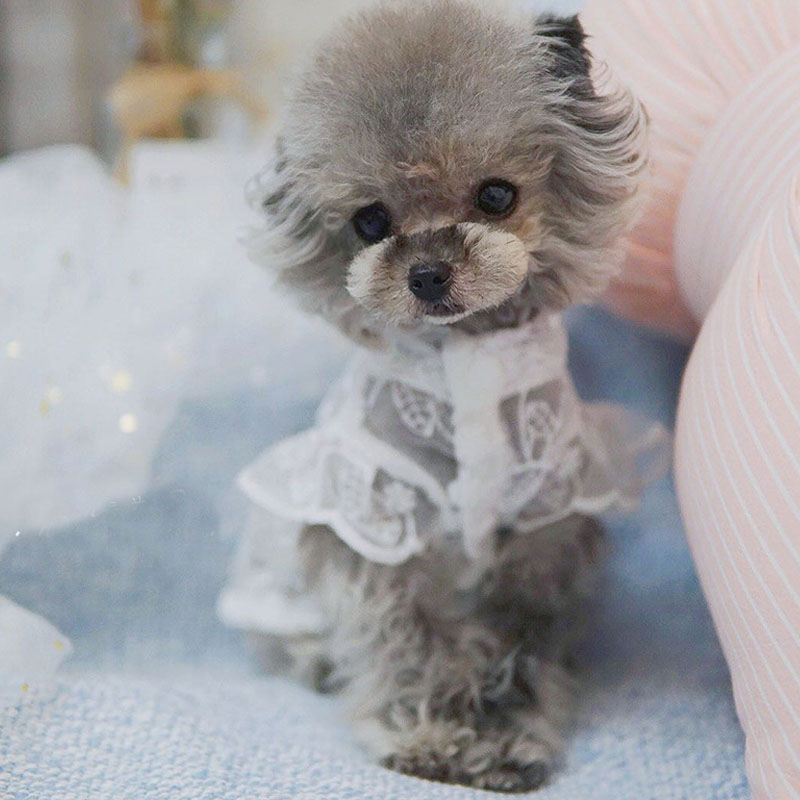 女の子のための白いレースのプリンセスドレス,犬と猫の服,ラウ - Xl Summer Clothing のレビューと価格
